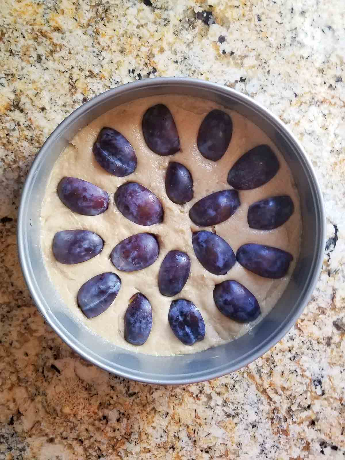 Cake batter for a plum cake in a round pan with olums placed on top ready to be placed in the oven.